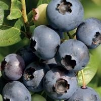 Голубика высокорослая "Elizabeth" С5 104026