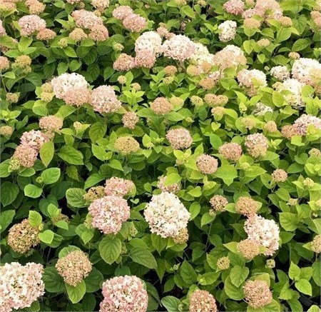 Гортензия древовидная "Candybelle Marshmallow" С10 300013 - фото 26409