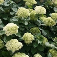 Гортензия древовидная "Lime Rickey" С3 300020 - фото 26410