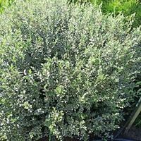 Ива ползучая "Argentea" С5 640003 - фото 26416