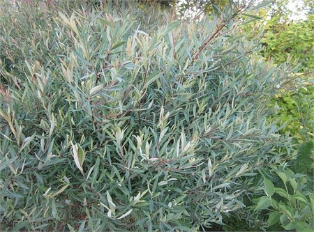 Ива пурпурная "Gracilis Nana" С5 40-60 640006 - фото 26424