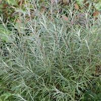 Ива розмаринолистная C7 640013