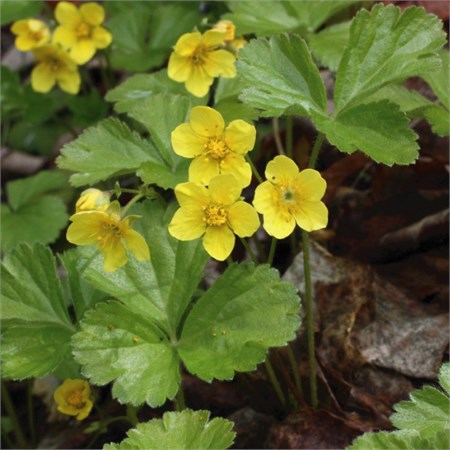 Вальдштейния тройчатая С2-3 907382