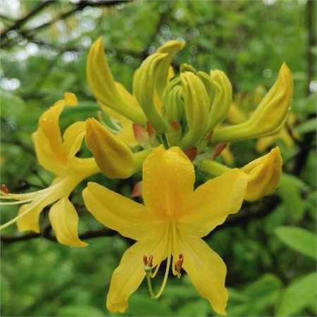 Азалия luteum желтая С5 101006