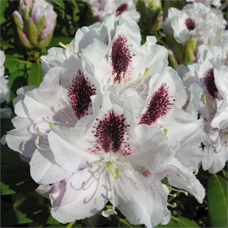 Рододендрон кэтевбинский "Calsap" C3 103023