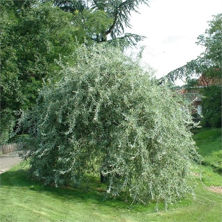 Ива Ледебура "Снежный шар" С5 530027 - фото 26464
