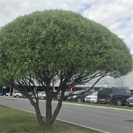 Ива ломкая шаровидная (свердл.селекции) C10 530032