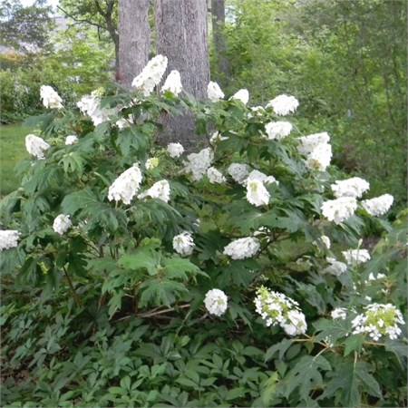 Гортензия дуболистная "Snow Queen" С5 320002