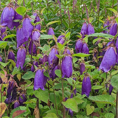 Колокольчик гибридный "Sarastro" C2-3 904003