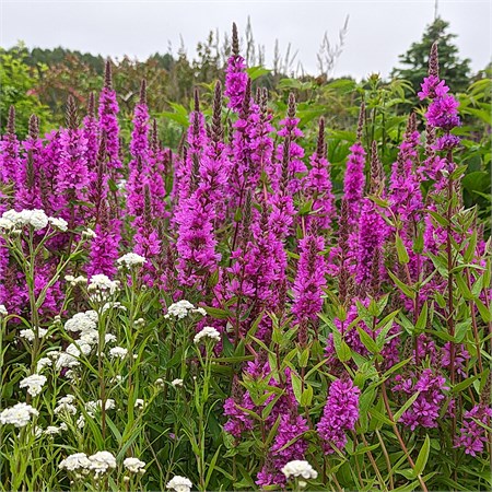 Дербенник иволистный "'Rosy Gem" С2 907143