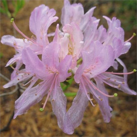 Азалия "Orchid Lights" C5 101014