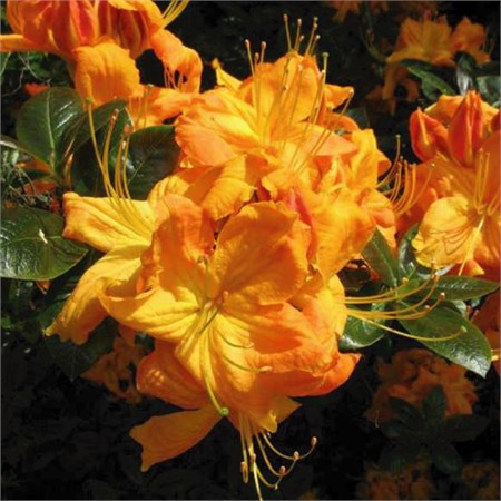 Азалия luteum "Klondyke" C5 101010