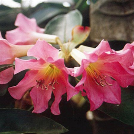 Азалия "Chanel" C5 101017