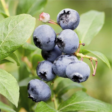 Голубика высокорослая "Puru" C5 104042