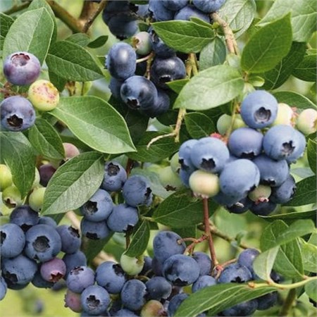 Голубика полувысокорослая "Northland" C5 104036