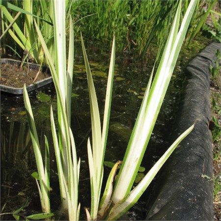 Аир болотный  "Variegatus" C2-3 200037