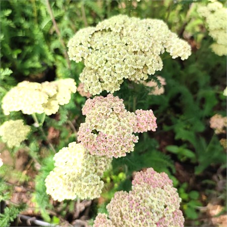 Тысячелистник обыкновенный "Appleblossom" C2-3 907359