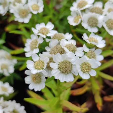 Тысячелистник Птармика Компакта C2-3 907360