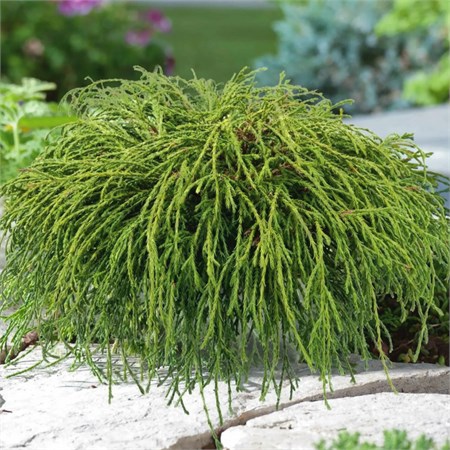 Кипарисовик горохоплодный "Filifera Nana" extra WRB60-80 161005