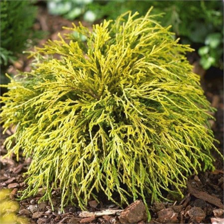 Кипарисовик горохоплодный "Sungold" штамб C20 161010