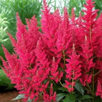 Астильба японская "Younique Ruby Red" C2-3 900037