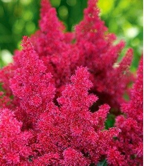 Астильба японская "Koblenz" C5 900032