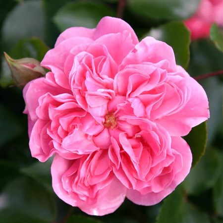 Роза "Pink Swany" - фото 5252