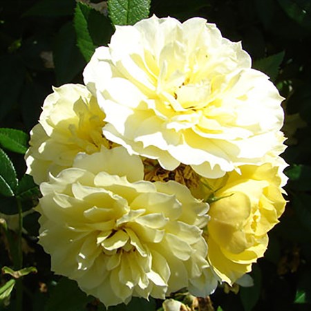 Роза "Golden Mozart" - фото 5336