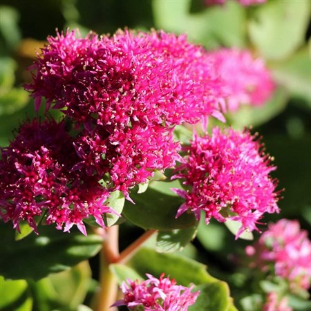 Очиток "Munstead Dark Red" - фото 5713
