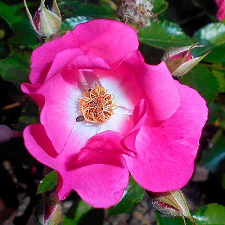 Роза "Floriade 2002" (Bokramar) - фото 6965