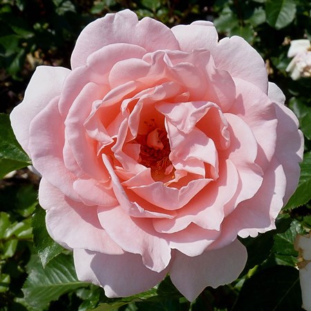 Роза "L Aimant" (Harzola) - фото 6986