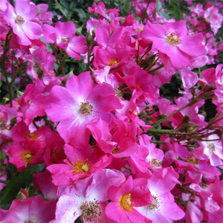 Роза "Rosy Carpet" (Intercarp) - фото 7045