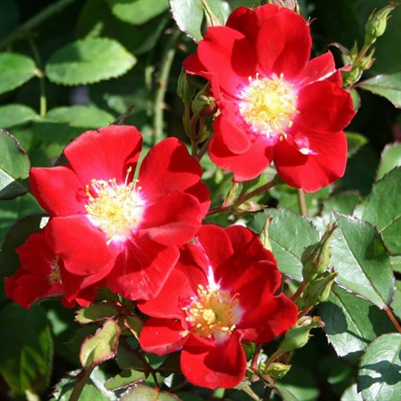 Роза "Red Meidiland" (Meineble) - фото 7050