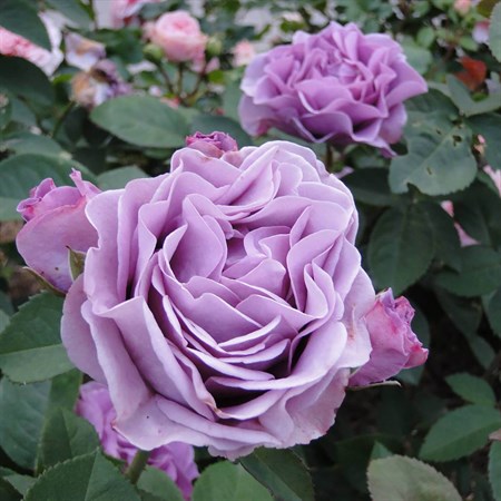 Роза "Terra Limburgia" (Orylila) - фото 7058