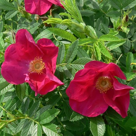 Роза "Rote Hannover" (Bokrahan) - фото 7059