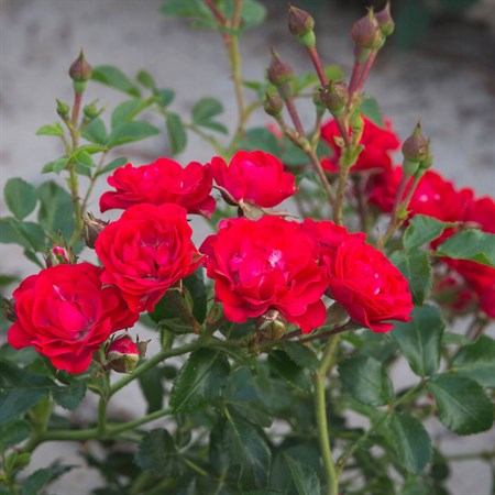 Роза "Scarlet Meidiland" (Meikrotal) - фото 7060