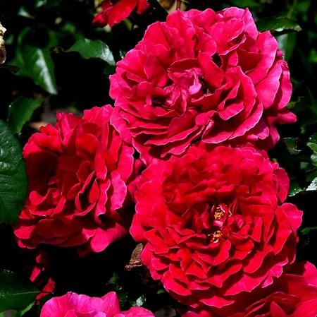 Роза "The Fetzer Syrah Rose" (Fetzer Syrah Rose, Courageous, HARextra, Madrigal) - фото 8786