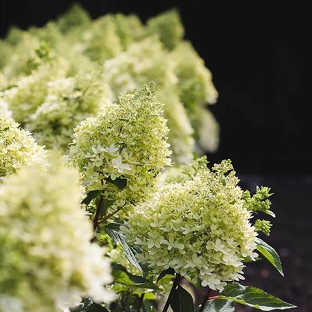 Гортензия метельчатая "Royal Flower" - фото 8998