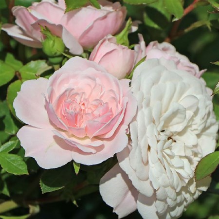Роза "Starlet ®-Rose Alina" - фото 9009