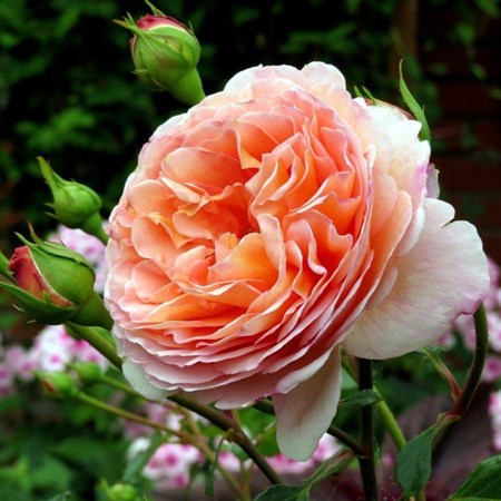 Роза "Abraham Darby" - фото 9143