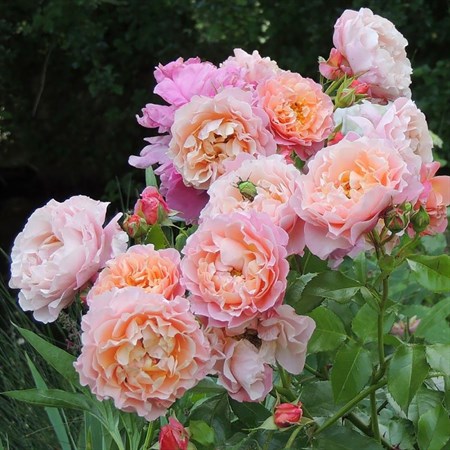 Роза "Rose de Tolbiac" - фото 9298
