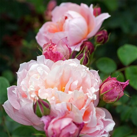 Роза "Dames de Chenonceau" - фото 9332
