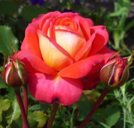 Роза "Midsummer" - фото 9364