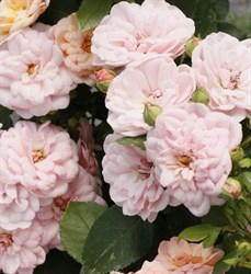 Роза "Bordure Nacree" (DELcrouf, Bordure de Nacree, Honey Bear )