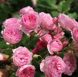 Роза "Brentano-Rose"