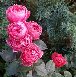 Роза "Gartenprinzessin Marie-Jose ®" (Princesse de Jardin Marie-José, KORgehaque, Princesse de Jardin Marie-José, Gartenprinzessin Marie-José ®)