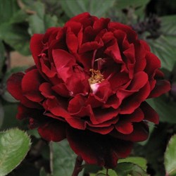 Роза "Isabelle Renaissance" (POULisab, Isabella)