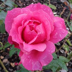 Роза "Venrosa"