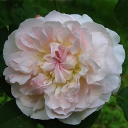 Роза "Mary Magdalene" (AUSjolly)