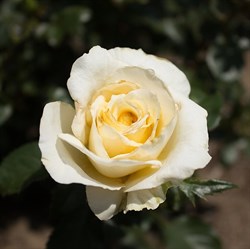 Роза "White Licorice"